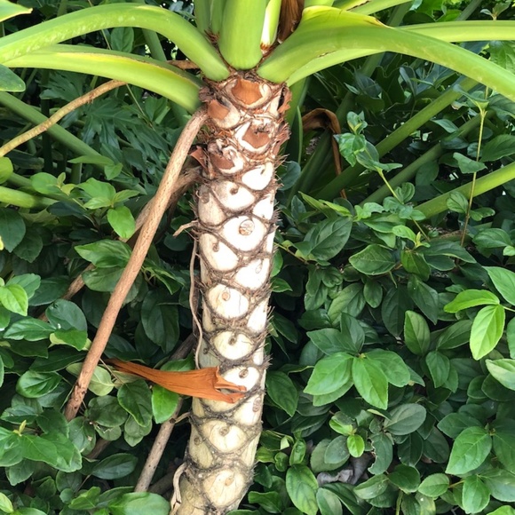 Tracee - Picture 12 of 12